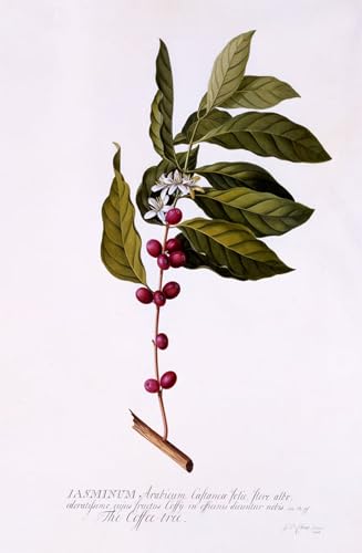 POSTERIIk Vintage Leinwand Ölgemälde Poster Kunstwerke Der Kaffeebaum von Georg Dionysius Ehret Druckgrafik für Wanddekoration 60x90cm von POSTERIIk