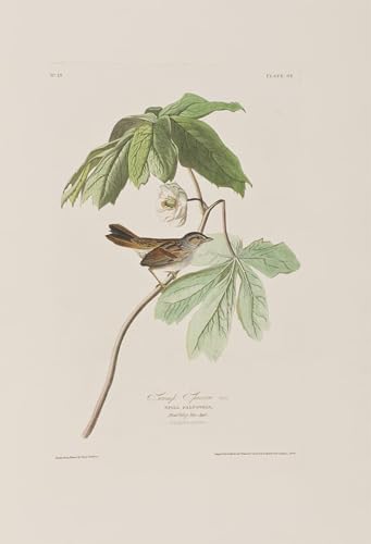 POSTERIIk Vintage Leinwand Ölgemälde Poster Kunstwerke Illustration von birds of von john audubon Druckgrafik für Wohnzimmerdekoration 60x90cm von POSTERIIk