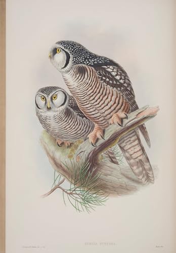 POSTERIIk Vintage Leinwand Ölgemälde Poster Kunstwerke Tiervogel Surnia Funerea teller aus den vögeln Großbritanniens von john gould Druckgrafik für Office Home Decor 60x90cm von POSTERIIk