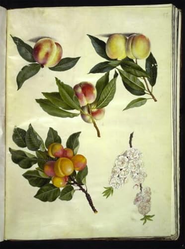 POSTERIIk Vintage Leinwanddruck Kunst Leinwand Plakat Prunus Persica by Hans Simon Holtzbecker Porträts Wandkunst für Office Home Decor 60x90cm POSTERIIk Vintage Leinwanddruck Kunst Leinwand Plakat Prunus Persica by Hans Simon Holtzbecker Porträts Wandkunst für Office Home Decor 60x90cm von POSTERIIk