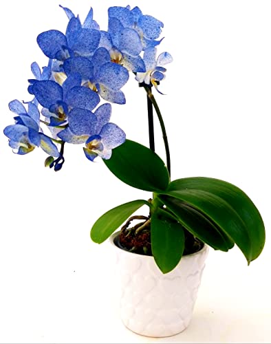 Orchidee, Phalaenopsis, Farbe Stil, Blau, Mini-Vase aus Keramik, weiße Herzen, echte Pflanze von POWERS TO FLOWERS