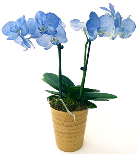 Orchidee, Phalaenopsis, Farbe Stil, Blau, aus Keramik, goldfarben, 2 Sterne, Vase 13 cm, echte Pflanze von POWERS TO FLOWERS