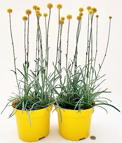 POWERS TO FLOWERS - CRASPEDIA GLOBOSA Vase 17 cm Durchmesser, 2 Pflanzen, echte Pflanzen von POWERS TO FLOWERS