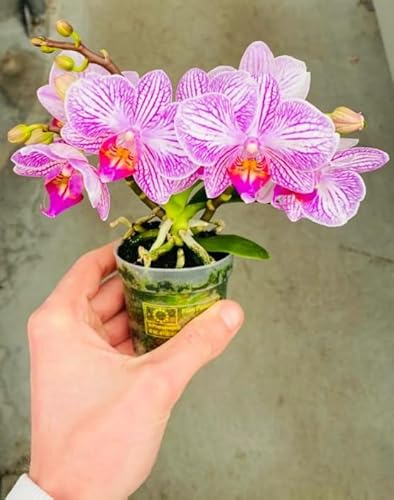 POWERS TO FLOWERS - Orchidea PHALAENOPSIS-BONSAI ROSA STRIATA BLUME XL, echte Pflanze von POWERS TO FLOWERS