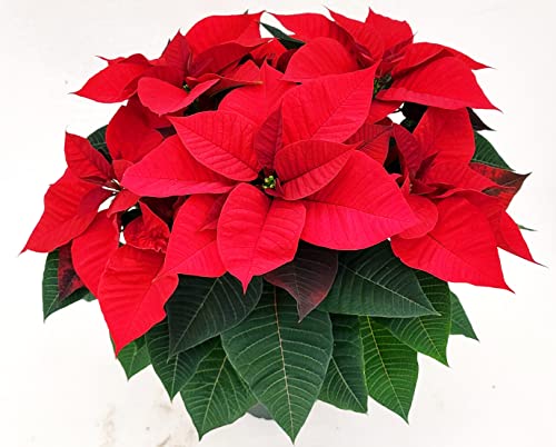 POWERS TO FLOWERS - Weihnachtsstern Rot XXL. angebaut in Topf 17 cm Durchmesser, echte Pflanze von POWERS TO FLOWERS