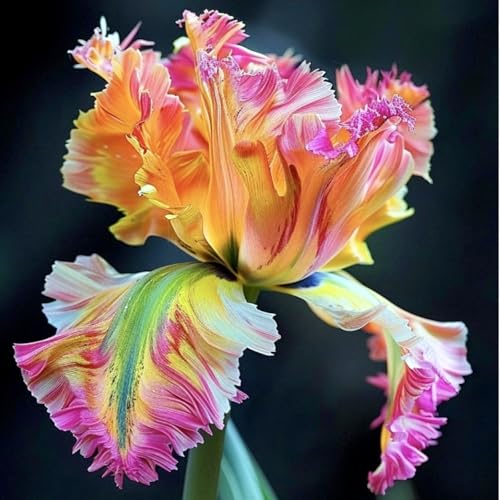 Iris-Rhizom-Präsentation, Überraschend wachsend, winterharte Staude, Geeignet für Frühling und Herbst, Gartenbesichtigung, Professionelle Bepflanzung-5 Rhizom-C Iris-Rhizom-Präsentation, Überraschend wachsend, winterharte Staude, Geeignet für Frühling und Herbst, Gartenbesichtigung, Professionelle Bepflanzung-5 Rhizom-C von PQEWFV