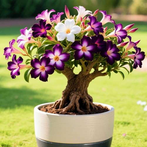 WüStenrosen-Rhizome, üBerraschend Wachsend, Winterhart, MehrjäHrig, Geeignet FüR FrüHling Und Herbst, Geeignet FüR Gartenpflanzen-3 Rhizome-H von PQEWFV