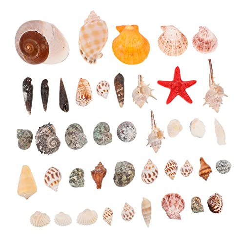 PRETYZOOM 1 Satz Shell-Dekoration-Ornament Küsten Dekorationen groß klein Muscheln bürodeko aquaristik zubehör Meerestiere Dekoration Meeresdeko Teich Muschel Aquarienverzierung Harz PRETYZOOM 1 Satz Shell-Dekoration-Ornament Küsten Dekorationen groß klein Muscheln bürodeko aquaristik zubehör Meerestiere Dekoration Meeresdeko Teich Muschel Aquarienverzierung Harz von PRETYZOOM