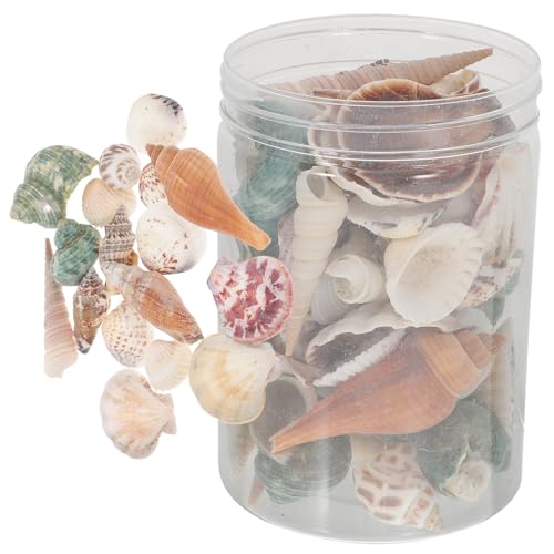 PRETYZOOM 1 Schachtel Muschel Aus Natürlicher Muschel Hülse Aquarium Landschaftsbauverzierung Natürliche Muscheldekore Ökologisches Flaschengehäuse-kit Aquarium Muschel Schmückt DIY-Material von PRETYZOOM