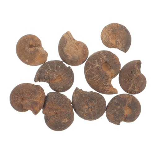 PRETYZOOM 10 Stück Teiliges Ammoniten Modellset für Pädagogisches Fossilienexemplar Natürliche Spiralmuster Dekoration für Schule Büro und Zuhause PRETYZOOM 10 Stück Teiliges Ammoniten Modellset für Pädagogisches Fossilienexemplar Natürliche Spiralmuster Dekoration für Schule Büro und Zuhause von PRETYZOOM
