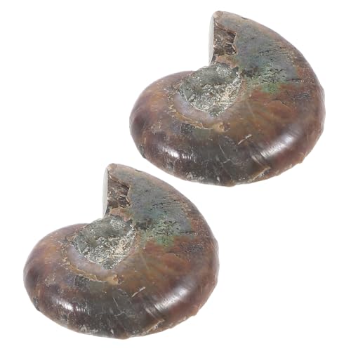 PRETYZOOM 2 Stück Teiliges Versteinerung aus Natürlichem Material Pädagogisches Paläontologie Modell Handliches Fossilienpaar für Unterricht und Sammlungen PRETYZOOM 2 Stück Teiliges Versteinerung aus Natürlichem Material Pädagogisches Paläontologie Modell Handliches Fossilienpaar für Unterricht und Sammlungen von PRETYZOOM