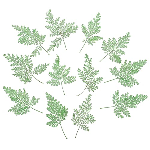 PRETYZOOM 48 Stück Getrocknete Blätter Für Selbstgemacht Pflanzenmaterial Dekorative Handwerksblätter Natürliche Gepresste Blumen Für Scrapbooking Und Basteln Geeignet Für von PRETYZOOM