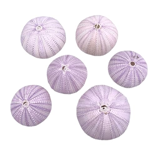 PRETYZOOM 6 Stücke Natürliche Seeigel Shell Air Plant Topf Einzigartige Shell Design Blumentopf für Home Dekoration von PRETYZOOM