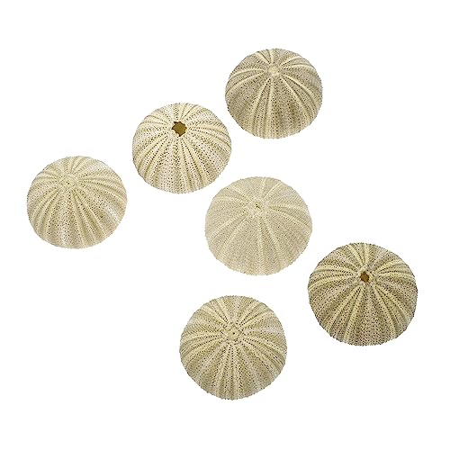 PRETYZOOM Seeigel Pflanzhalter 6 Stück aus Muschelmaterial Natürlicher Luftpflanzentopf für Tischdekoration Kreative Gartendekoration für Zuhause und Büro PRETYZOOM Seeigel Pflanzhalter 6 Stück aus Muschelmaterial Natürlicher Luftpflanzentopf für Tischdekoration Kreative Gartendekoration für Zuhause und Büro von PRETYZOOM