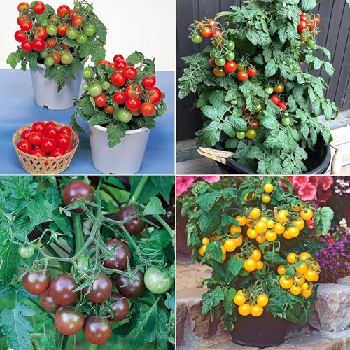 Heirloom-Tomatensamen-Multipack-Set – 4 Spezialsorten für den Heimanbau von Terrassentomaten in Töpfen von PRIMERASEMILLAS.COM