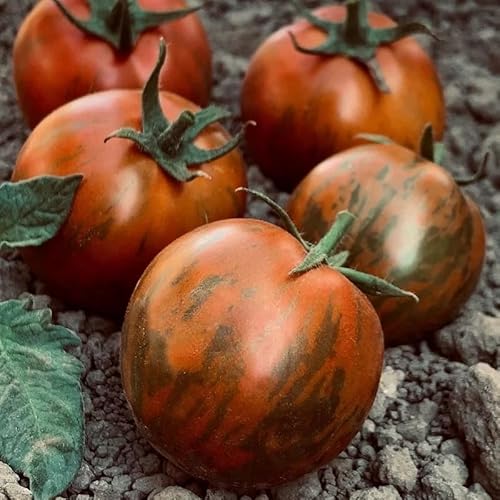 Tomatensamen Black Zebra – Heirloom Determinate Pflaumentomatenpflanzensamen von PRIMERASEMILLAS.COM