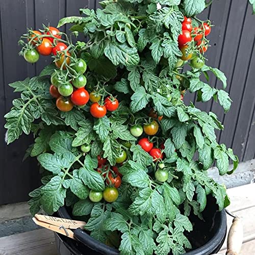 Tomatensamen Mini Bell - Heirloom Cherry Tomate Pflanze Minibel Samen von PRIMERASEMILLAS.COM