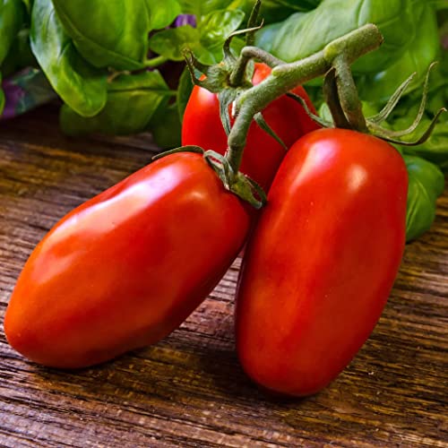 Tomatensamen San Marzano – Heirloom Determinate Pflaumentomatenpflanzensamen von PRIMERASEMILLAS.COM