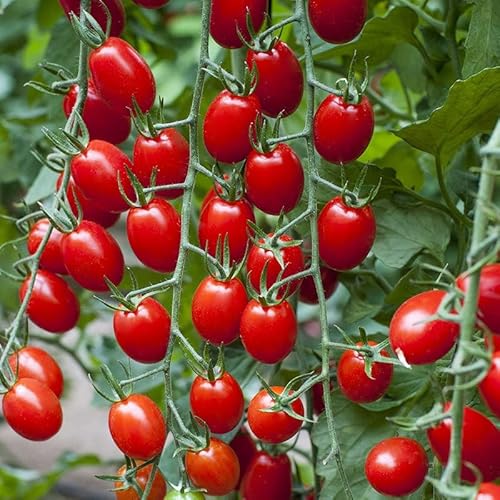 Tomatensamen Solemio - Erbstück Unbestimmter Kirschpflaumen Strauchtomaten Pflanzensamen von PRIMERASEMILLAS.COM