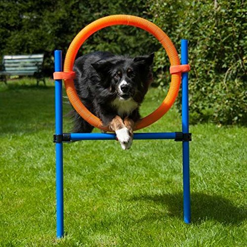 Dog Agility Sprungring Dog Agility Sprungring von PROCYON