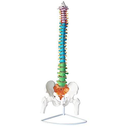 Lebensgroßes Flexibles Wirbelsäulenmodell, farbiges anatomisches Modell der Wirbelsäule, menschliches Wirbelsäulenmodell mit Becken und Femur für den medizinischen Darstellungsunterricht, 80 von PROFESSIOONAAL