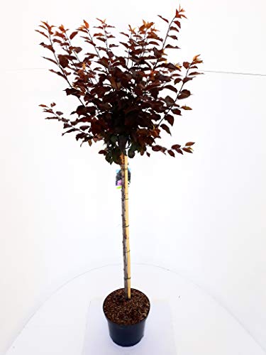 Zwergblutpflaume auf Stamm (Höhe: 160-170 cm), Blut - Pflaume, Prunus cistena + Dünger von PRUNUS