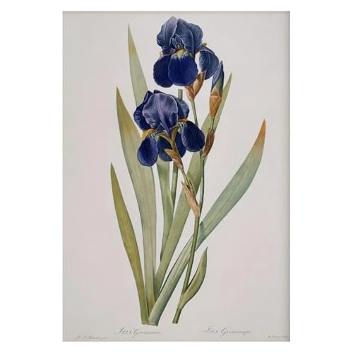Wandkunst Leinwanddrucke Retro Japanische Blumendarstellung Poster Natur Botanische Blume Dahlie Sakura Azalee Leinwand Malerei Wand Kunst Zimmer Wohnkultur(W,30x40cm) von PTHEN