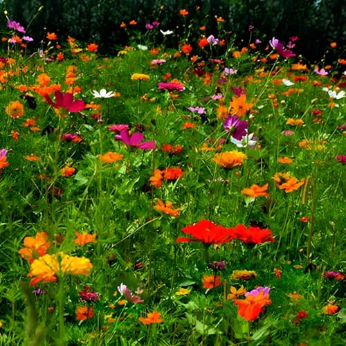 Wildblumensamen für Garten, Mehrjährige Blumenmischung, Bienenfreundlich, Bunte Blumenwiese Wildblumensamen für Garten, Mehrjährige Blumenmischung, Bienenfreundlich, Bunte Blumenwiese von PUOPUO