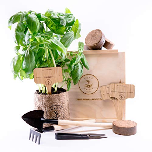 KRÄUTERGARTEN ANZUCHTSET 4 Sorten Pflanzen Samen- garten Starter-Set, öko Saatgut mit Holzkiste mit deckel, mini gewächshaus, kinderküche zubehör, Kinder Anzuchtset von PUT DOWN ROOTS von PUT DOWN ROOTS