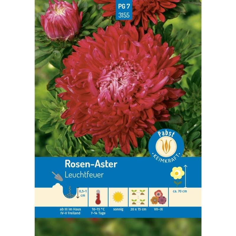 Pabst Keimkraft Rosen - Aster Leuchtfeuer Saatgut von Pabst Keimkraft
