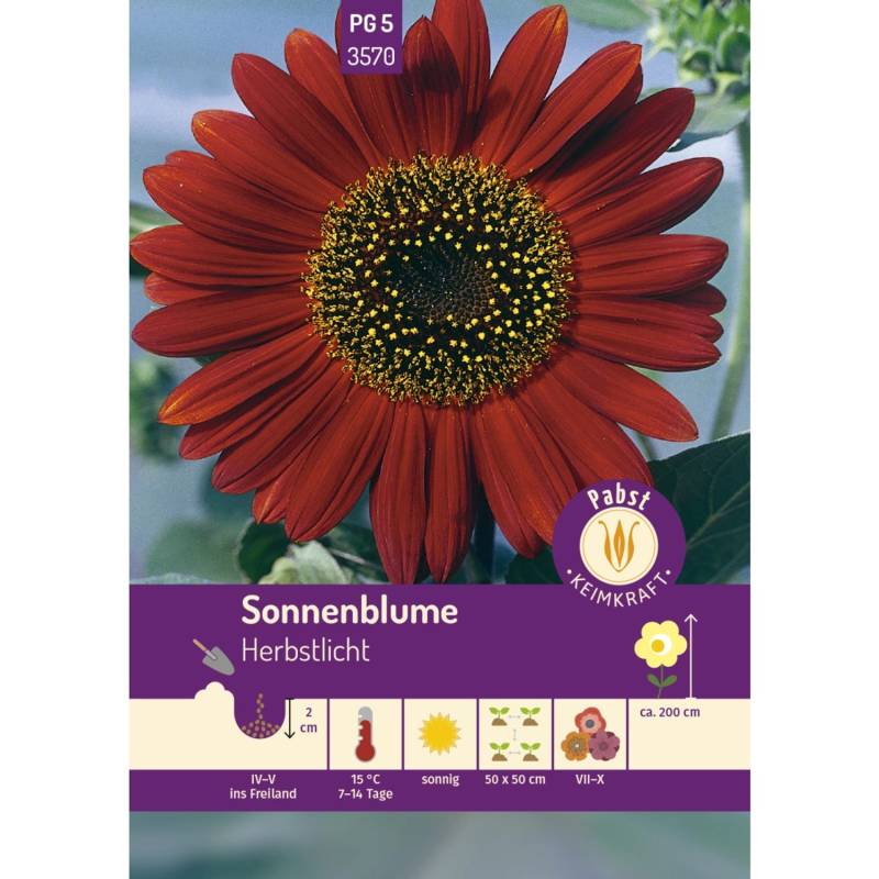 Pabst Keimkraft Sonnenblume Herbstlicht Saatgut von Pabst Keimkraft