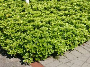 Dickmännchen / Schattengrün, Pachysandra terminalis, Topfware Dickmännchen / Schattengrün, Pachysandra terminalis, Topfware von Pachysandra terminalis
