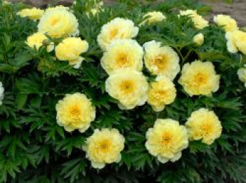 Halbstrauchige Pfingstrose 'Bartzella', Paeonia Itoh-Hybride 'Bartzella', Wurzelware von Paeonia Itoh-Hybride 'Bartzella'