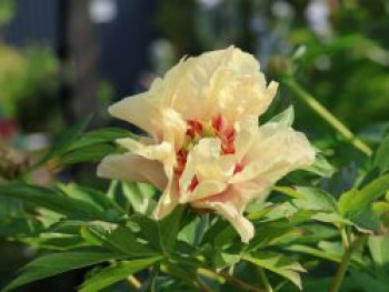 Halbstrauchige Pfingstrose 'Border Charme', Paeonia Itoh-Hybride 'Border Charme', Containerware von Paeonia Itoh-Hybride 'Border Charme'