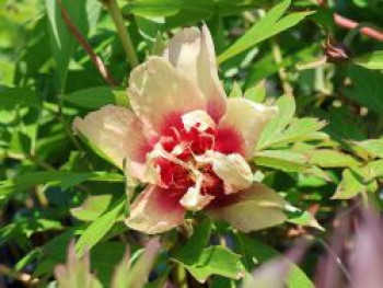 Halbstrauchige Pfingstrose 'Callie's Memory', Paeonia Itoh-Hybride 'Callie's Memory', Containerware von Paeonia Itoh-Hybride 'Callie's Memory'