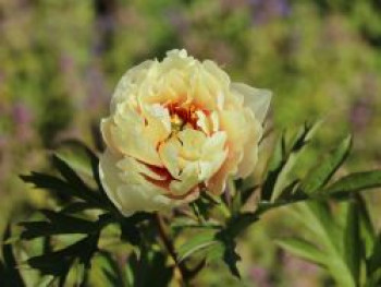 Halbstrauchige Pfingstrose 'Canary Brilliants', Paeonia Itoh-Hybride 'Canary Brilliants', Wurzelware von Paeonia Itoh-Hybride 'Canary Brilliants'