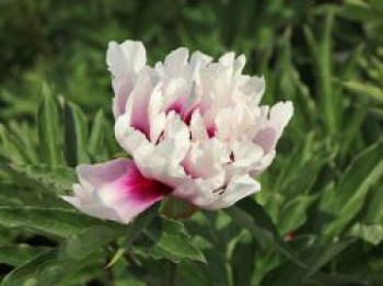 Halbstrauchige Pfingstrose 'Cora Louise', Paeonia Itoh-Hybride 'Cora Louise', Wurzelware von Paeonia Itoh-Hybride 'Cora Louise'
