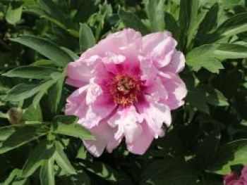 Halbstrauchige Pfingstrose 'First Arrival', Paeonia Itoh-Hybride 'First Arrival', Containerware von Paeonia Itoh-Hybride 'First Arrival'