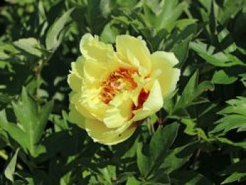 Halbstrauchige Pfingstrose 'Garden Treasure', Paeonia Itoh-Hybride 'Garden Treasure', Containerware von Paeonia Itoh-Hybride 'Garden Treasure'