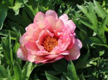 Halbstrauchige Pfingstrose 'Hillary', Paeonia Itoh-Hybride 'Hillary', Wurzelware von Paeonia Itoh-Hybride 'Hillary'