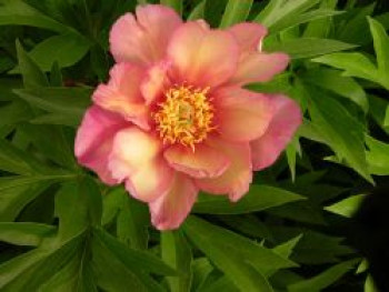 Halbstrauchige Pfingstrose 'Julia Rose', Paeonia Itoh-Hybride 'Julia Rose', Containerware von Paeonia Itoh-Hybride 'Julia Rose'
