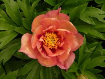 Halbstrauchige Pfingstrose 'Kopper Kettle', Paeonia Itoh-Hybride 'Kopper Kettle', Containerware von Paeonia Itoh-Hybride 'Kopper Kettle'
