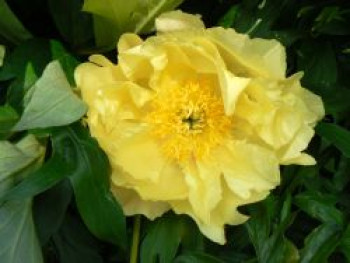 Halbstrauchige Pfingstrose 'Lemon Dream', Paeonia Itoh-Hybride 'Lemon Dream', Containerware von Paeonia Itoh-Hybride 'Lemon Dream'