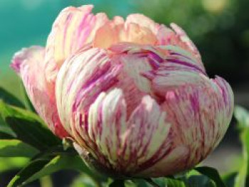 Halbstrauchige Pfingstrose 'Lollipop', Paeonia Itoh-Hybride 'Lollipop', Containerware von Paeonia Itoh-Hybride 'Lollipop'