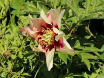 Halbstrauchige Pfingstrose 'Pastel Splendor', Paeonia Itoh-Hybride 'Pastel Splendor', Containerware von Paeonia Itoh-Hybride 'Pastel Splendor'