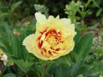 Halbstrauchige Pfingstrose 'Prairie Charme', Paeonia Itoh-Hybride 'Prairie Charm', Containerware von Paeonia Itoh-Hybride 'Prairie Charm'
