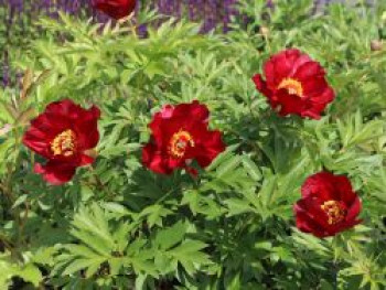 Halbstrauchige Pfingstrose 'Scarlet Heaven', Paeonia Itoh-Hybride 'Scarlet Heaven', Containerware von Paeonia Itoh-Hybride 'Scarlet Heaven'