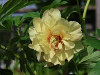 Halbstrauchige Pfingstrose 'Yellow Crown', Paeonia Itoh-Hybride 'Yellow Crown', Containerware von Paeonia Itoh-Hybride 'Yellow Crown'