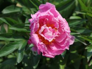 Asiatische Pfingstrose 'Alexander Fleming', Paeonia lactiflora 'Alexander Fleming', Topfware von Paeonia lactiflora 'Alexander Fleming'