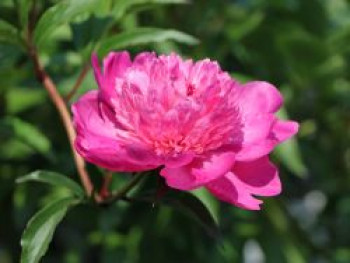 Asiatische Pfingstrose 'Amabilis', Paeonia lactiflora 'Amabilis', Topfware von Paeonia lactiflora 'Amabilis'